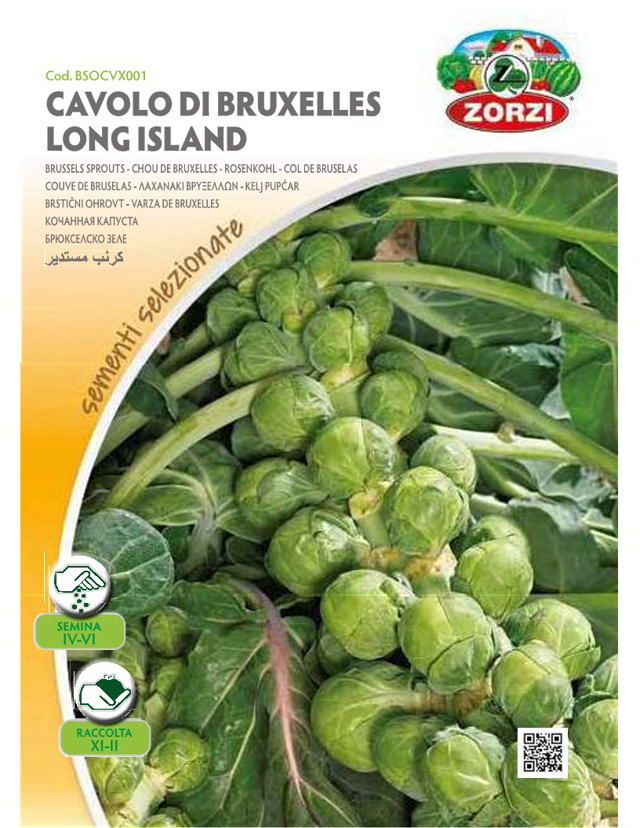 ZORZIRZI BSOCVX001 BRUSSEL SPROUTS