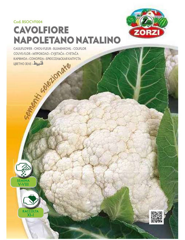 ZORZI BSOCVF004 CAULIFLOWER