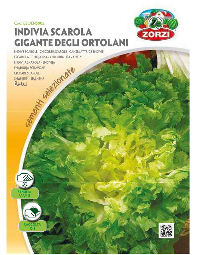 ZORZI BSONS005 ENDIVE SCAROLE