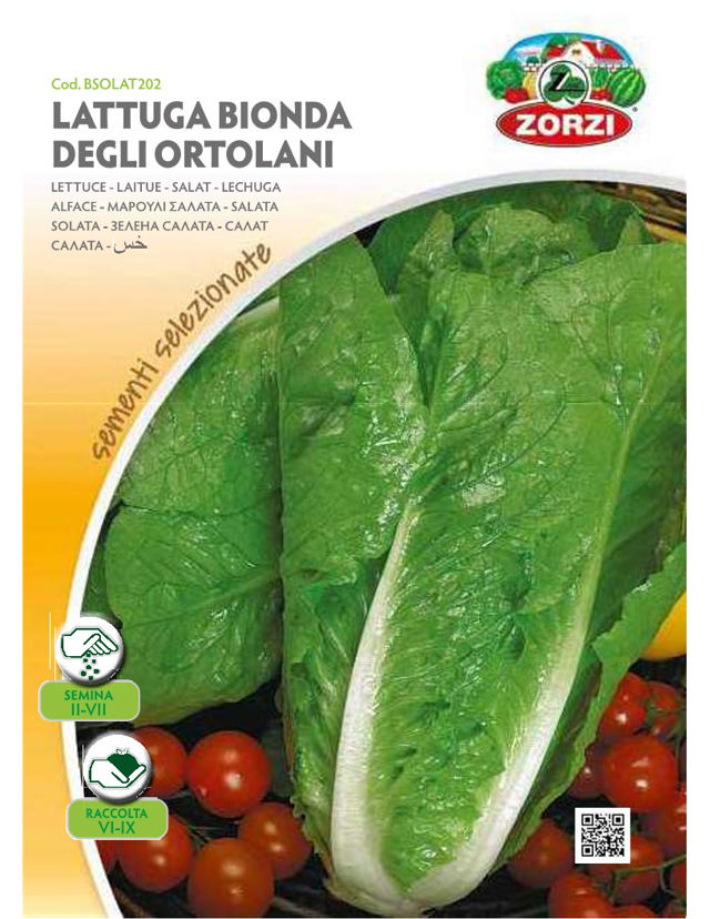 ZORZI BSOLAT202 ROMANA LETTUCE