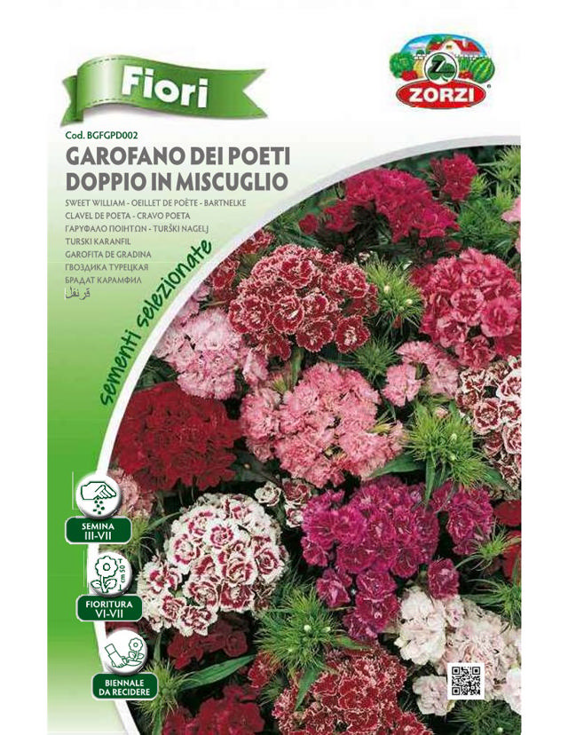 ZORZI BGFGPD002 SWEET WILLIAM