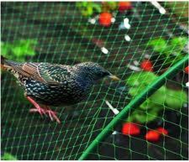 GARDEN TREE NET 4X5M GREEN