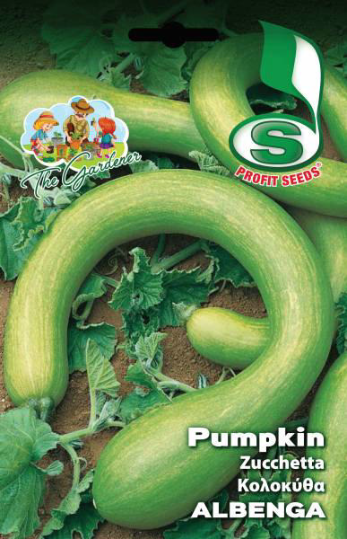 PUMPKIN ALBENGA 6GR