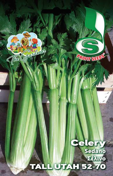 CELERY TALL UTAH 52-70 2GR