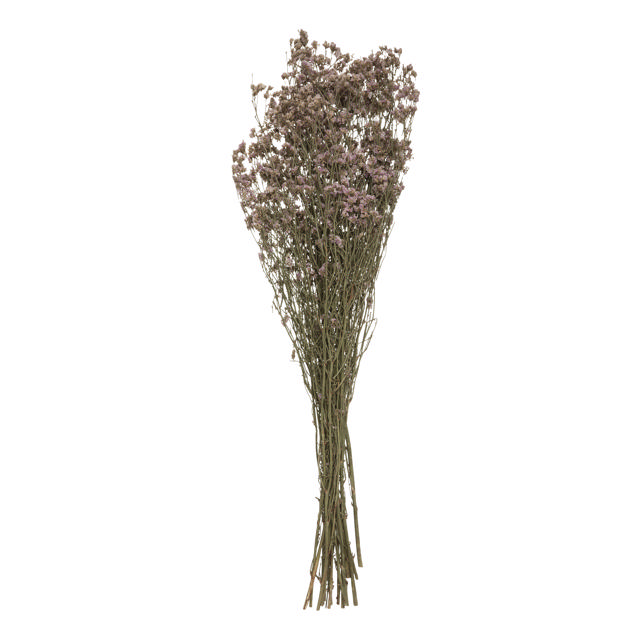 LOVEGRASS H57CM DRIED FLOWER