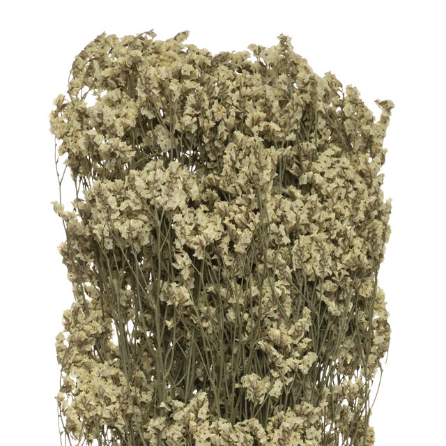 LOVEGRASS H57CM DRIED FLOWER