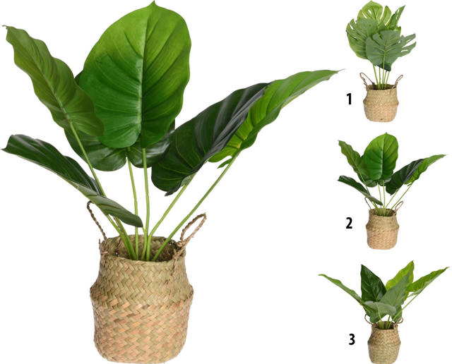 PLANT IN BASKET 46CM 3 ASSORTED DESIGNS