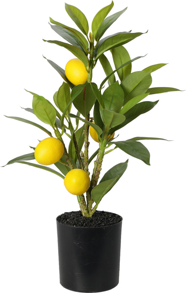 LEMON TREE IN POT 43CM