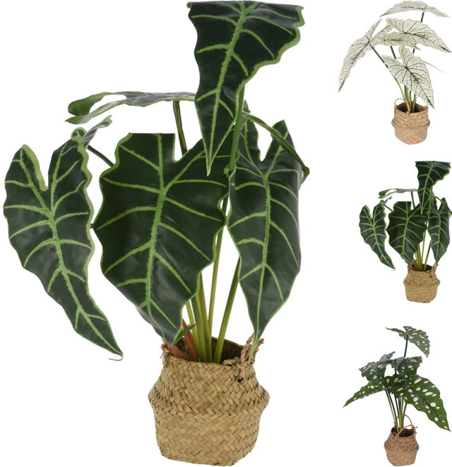 PLANT ALOCASIA IN BASKET 51CM 3 ASSORTED DESIGNS