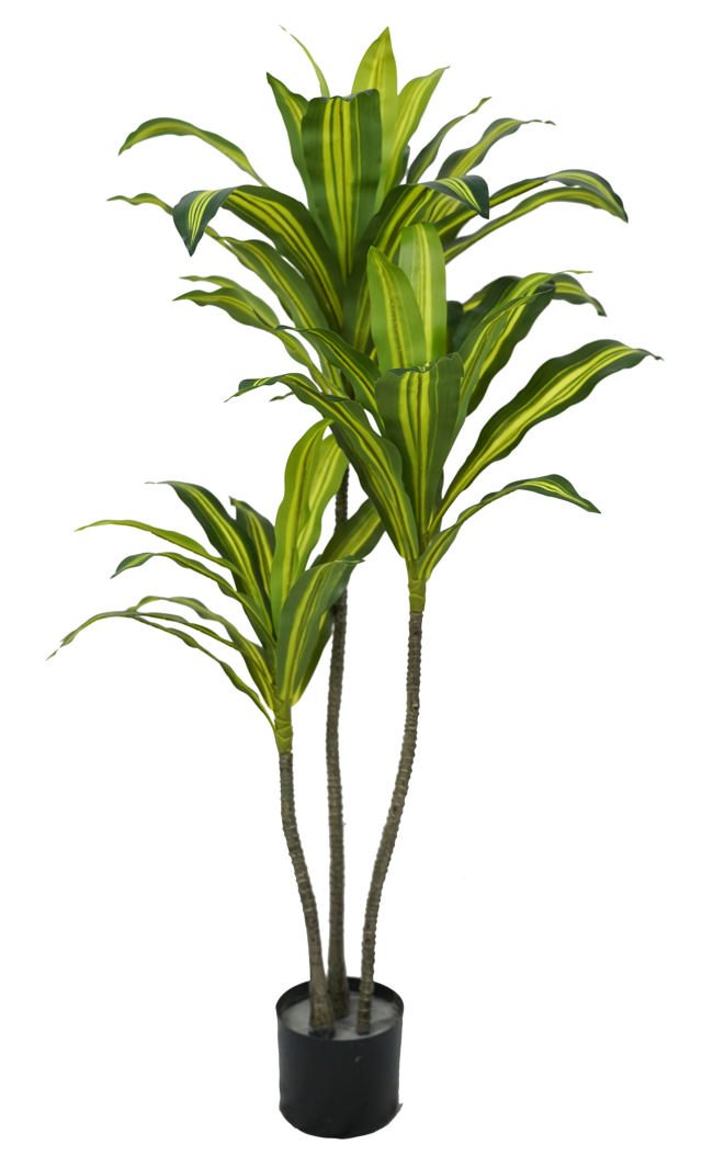 DRACENA TREE 120CM