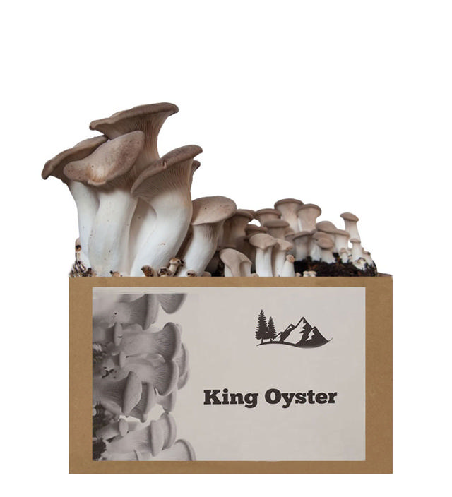 KING OYSTER HOME GROWN PACK