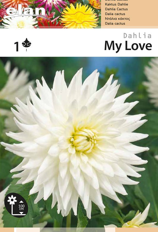 BULB DAHLIA MY LOVE 1PC