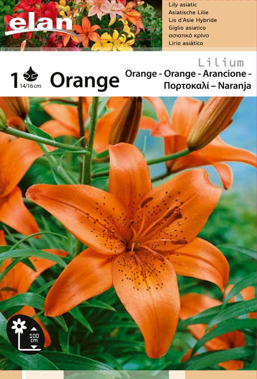 BULB LILIUM ORANGE 1PC 14/16CM