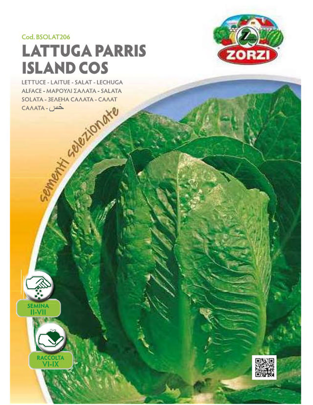 ZORZI BSOLAT206 LETTUCE