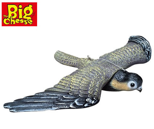 BIG CHEESE FLYING FALCON AGAINST ROOSTING BIRD