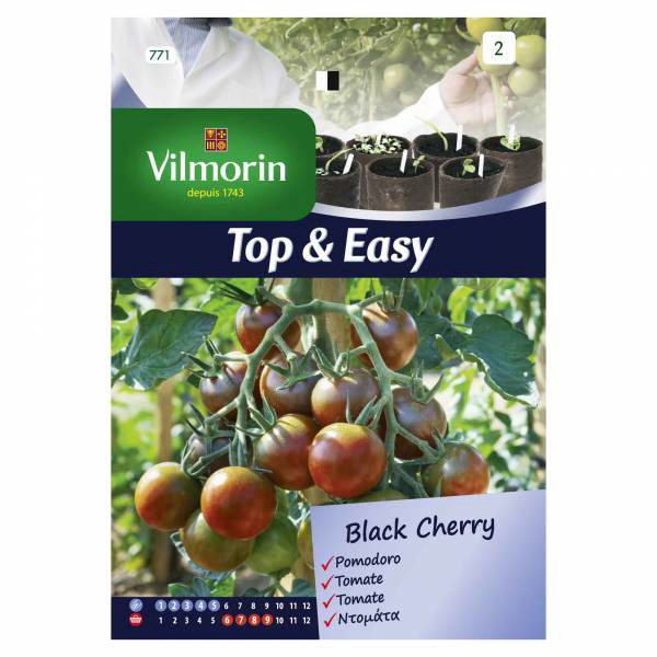 VILMORIN TOMATO BLACK CHERRY