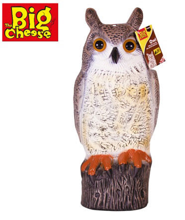 BIG CHEESE OWL AGAINST BIRD