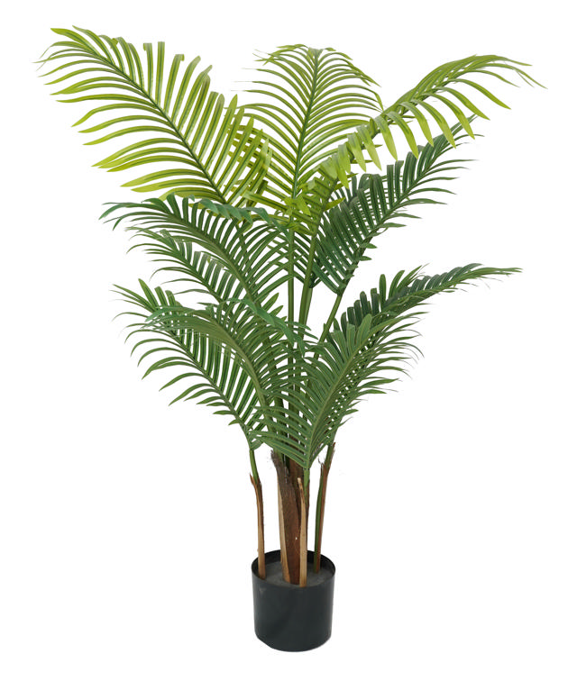 ΦΟΙΝΙΚΙΑ ARECA 120CM