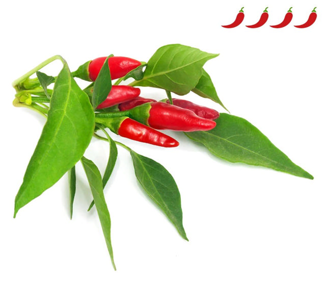 CLICK & GROW SGR67X3 PIRI PIRI CHILI PEPERS PLANT PODS 3PCS