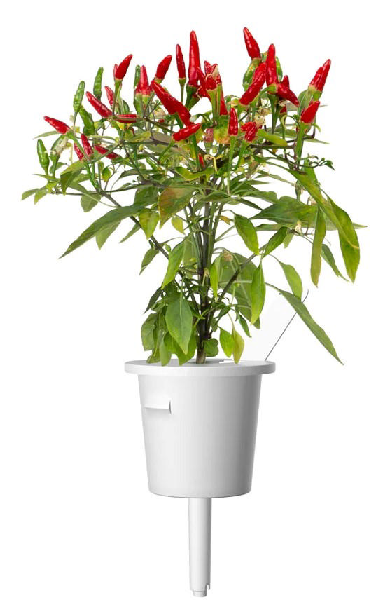 CLICK & GROW SGR67X3 PIRI PIRI CHILI PEPERS PLANT PODS 3PCS