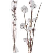 COTTON ON 4 BRANCHES