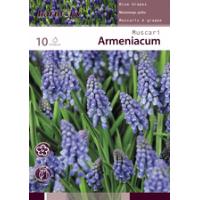 MUSCARI ARMENIACUM BLUE 10 BULBS
