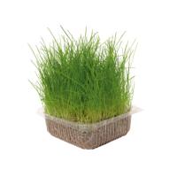 GLOBUS NATURAL GRASS FOR CATS