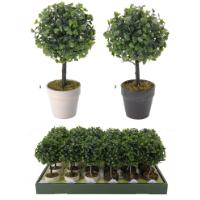 BUXUS IN POT 9 INCH 2 ASSORTED COLORS