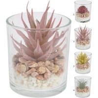 PLANT IN GLASS POT 10CM 5 ASSORTED DESIGNS