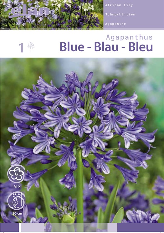 BULB AGAPANTHUS BLUE 1PC