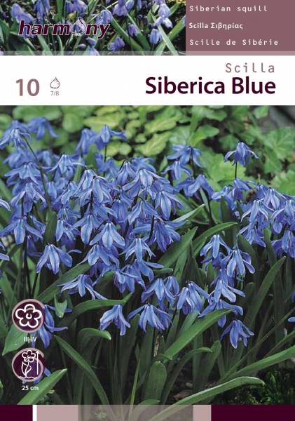 SCILLA SIBERICA BLUE 10 BULBS