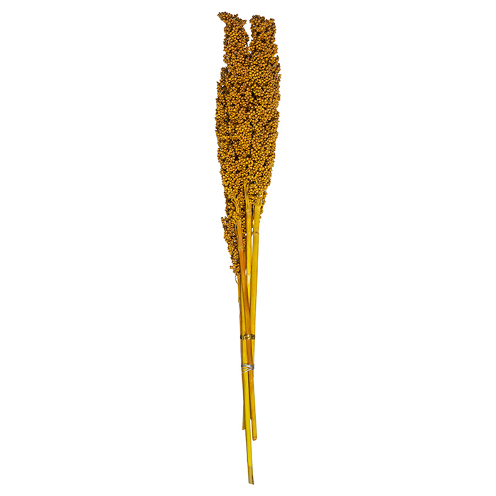 ATMOSHERA 179218 DRIED FLOWERS