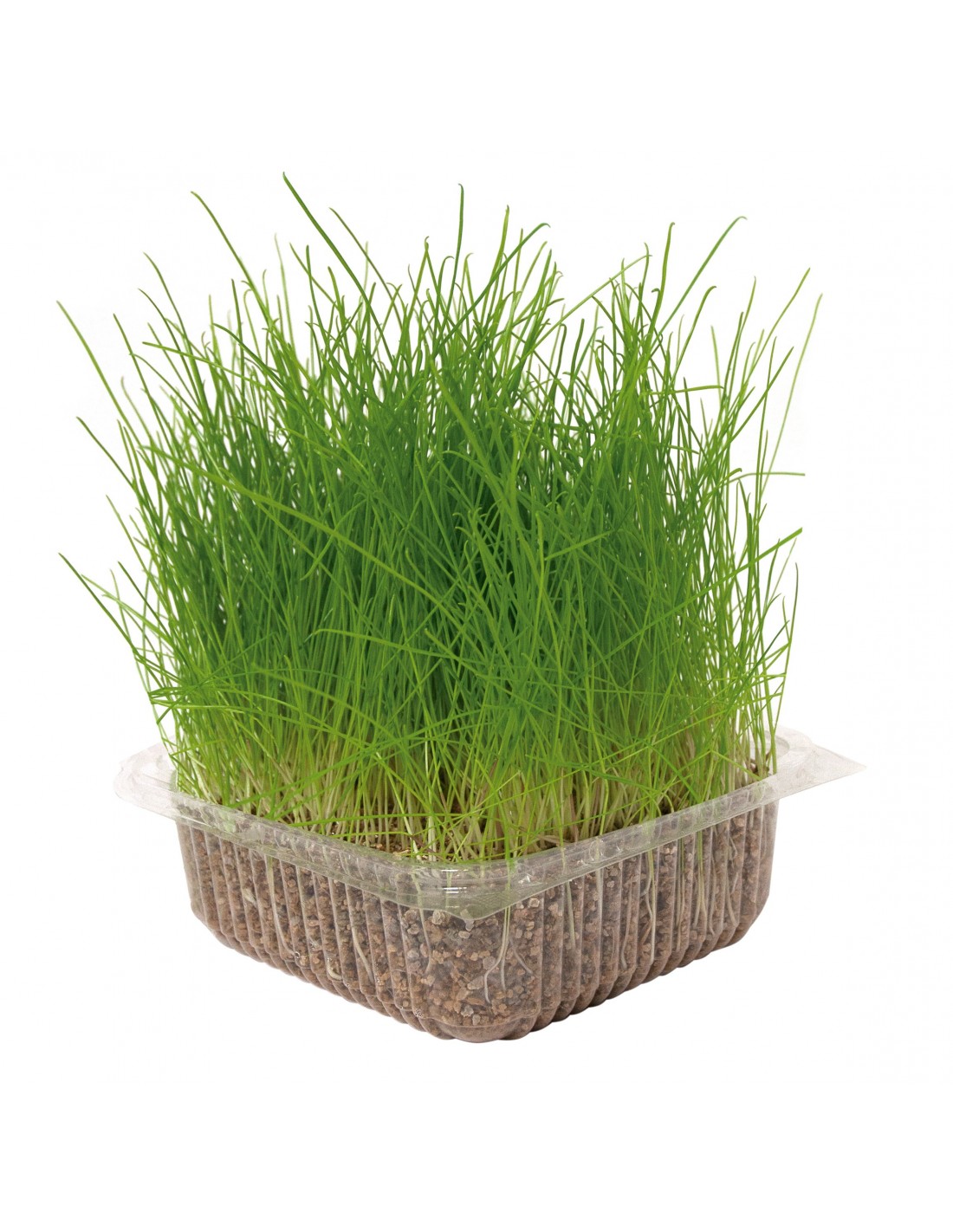GLOBUS NATURAL GRASS FOR CATS