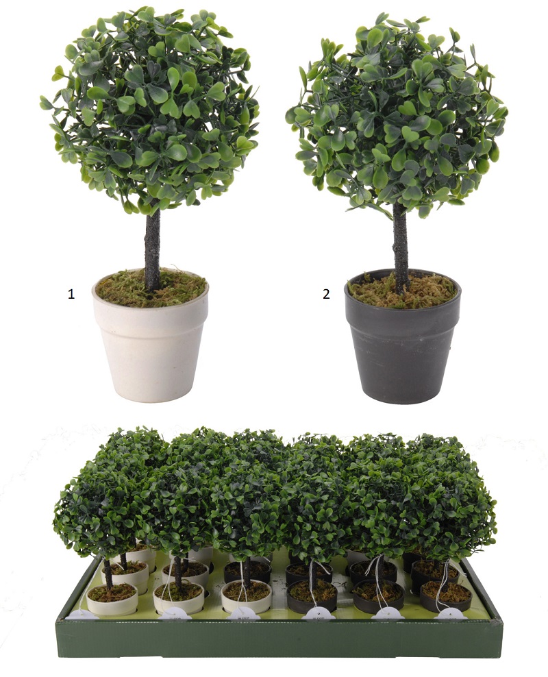 BUXUS IN POT 9 INCH 2 ASSORTED COLORS